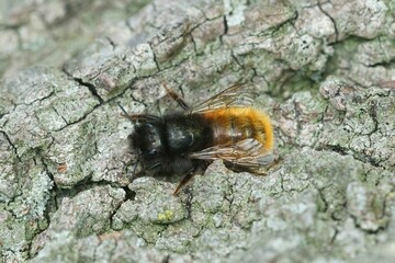 Canvas Print - Closeup on a hairy female European orchard horned mason bee, Osmia cornuta sitting on wood