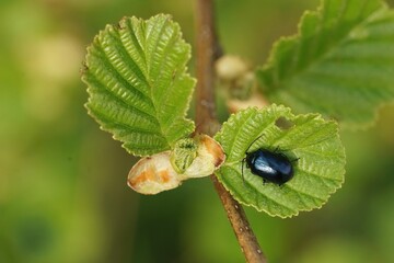 Poster - Closeup on blue metallic alder leaf beetle, Agelastica alni sitting on host plant, Alnus glutinos