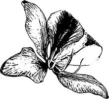 Black White Drawing Flower Ornament