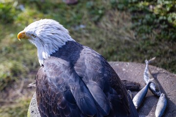 Wall Mural - Bald eagle (Haliaeetus leucocephalus) eating fish perched on the rock