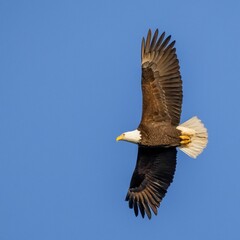 Poster - Flight of the bald eagle (Haliaeetus leucocephalus)