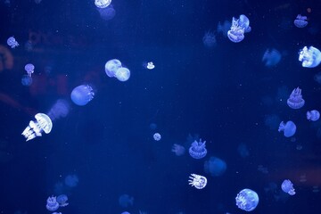 Wall Mural - Closeup shot of the Jellyfish