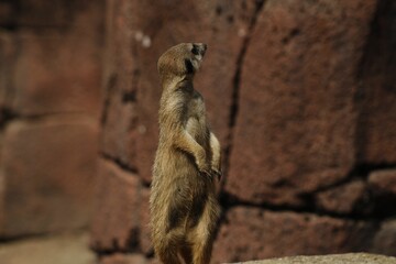 Sticker - Closeup shot of a brown meerkat standing near a stone wall