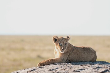 Poster - Lion resting on a rock against a blurry background