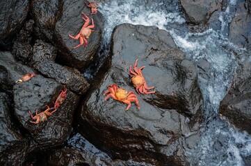 Sticker - Top view of small orange crabs on the rocks on the coast in daylight