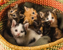 Litter Of Cute Five Kittens Laying On A Blanket In Colorful Wicker Basket
