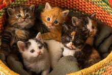 Closeup Shot Of A Litter Of Cute Five Kittens Laying On A Blanket In Colorful Wicker Basket