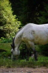 Canvas Print - Vertical shot of horse grazing in pasture