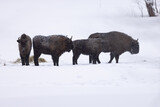 Fototapeta Zwierzęta - żubr bison