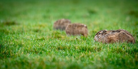 Sticker - Cute little bunny sitting on the grass alone on a farm in daylight