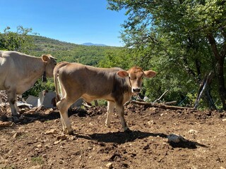 Poster - View cows standing on sandy ground in background of mountains