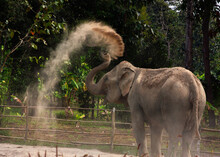 Asian Elephant Playing In Sand Close Up