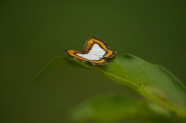 Poster - Butterfly (Nymphidium caricae) resting on a plant on a blurred background