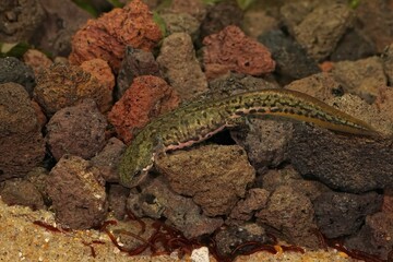 Poster - Closeup on an aquatic adult female Italian newt, Lissotriton italicus