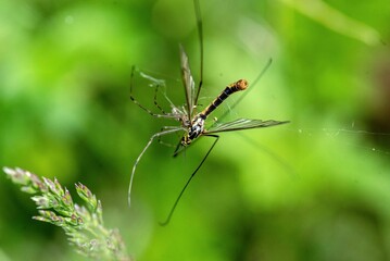 Sticker - Small crane fly (Nephrotoma) on a blurred green background in closeup