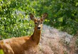 Closeup of a roe deer (Capreolus capreolus) in a park