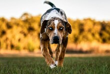 Adorable Spotted Brown Dog With Icy Bright Blue Eyes Running On A Field