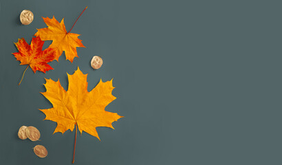 Wall Mural - Fall maple leaves with seeds of dollar plant Lunaria on gray background for Halloween season concept. Flat lay composition with autumn foliage top view.
