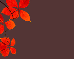 Wall Mural - Glowing in the sun autumn red leaves isolated on dark background with copy space for Halloween.	