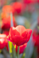 Wall Mural - red tulip flower in close up with raindrop