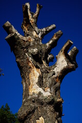 Dry thick tree with sawn branches lit by the sun on the blue sky background, vertical