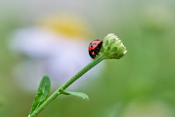 Wall Mural - A ladybug on the green bud flower