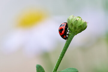 Wall Mural - A ladybug on the green bud flower
