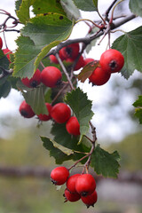 Wall Mural - Red ripe hawthorn berries on a branch. Vertical