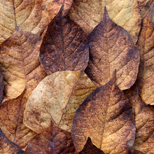 Autumn Leaves, Color Red Brown Beige, Close Up.