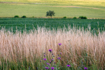 Wall Mural - field of wheat