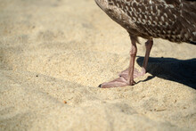 Seagull On Nantucket Sandy Beach Atlantic Ocean Paw Detail