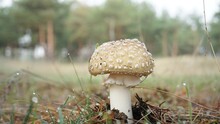 White Gray Mushroom Toadstool