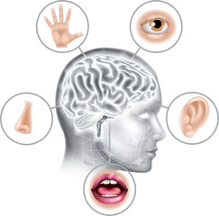 Five Senses Human Brain Head Face AI Concept