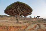 Fototapeta Góry - Dragon tree - Dracaena cinnabari - Dragon's blood - endemic tree from Soсotra, Yemen