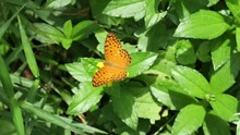 High Angle View Of An Orange Color Butterfly Known As A Common Leopard, The Butterfly Is Collecting Nectar From A Yellow Flower