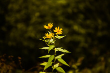Beautiful Yellow Jerusalem Artichoke Flowers Bloom On A Long Stem With Green Leaves On A Dark Summer Evening. Nature.
