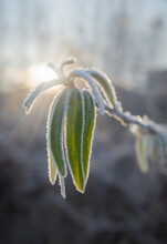 Closeup of green leaves of sea buckthorn covered with white hoarfrost in rays of morning sun
