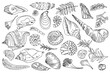 Isolated black line contour seashells and plants Set of Hand drawn ocean shell or conch mollusk scallop Sea underwater animal fossil Nautical and aquarium, marine theme. Vector illustration.