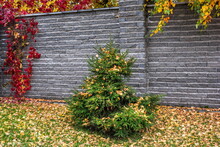  Autumn Leaves On The Green Branches Of A Fir Tree Against The Background Of A Stone Wall