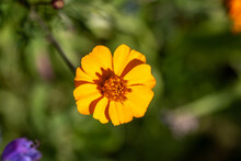 Bright Orange Flower Head Of Cosmos With A Blurred Green Background