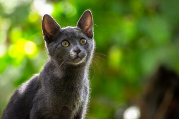 Gato azul ruso negro gris joven pequeño a la luz entre las hojas sobre él con fondo desenfocado de luces y arboles