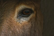 Close up of donkey's eye with reflection of children playing.