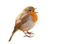 European Robin Bird Singing   (Erithacus Rubecula)