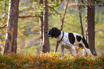 Poster - Dog english pointer