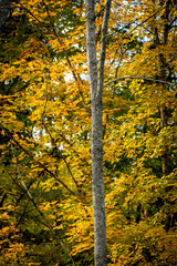 Wall Mural - the look of autumn abounds in windsor in broome county in upstate ny. leaves are changing into their
