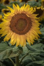 A Large Sunflower Flower In The Field.