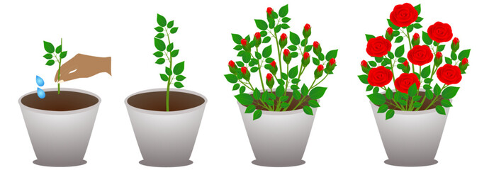 Wall Mural - Growth cycle of a potted rose on a white background.
