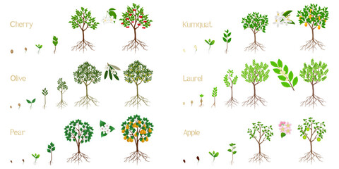 Canvas Print - Set of growth cycles of fruit trees with roots on a white background.