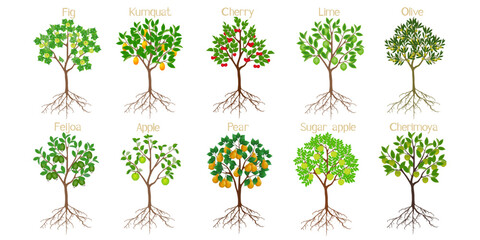 Wall Mural - Set of fruit trees with roots on a white background.