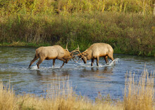 Rocky Mountain Elk - Two Bulls Sparring In A Creek Bed During The Autumn Breeding Season